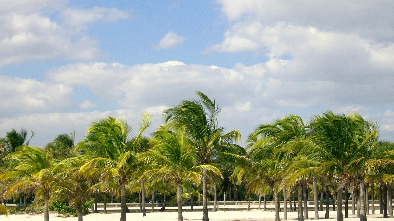 Coconut palms on the beach at Crandon Park, Key Biscayne