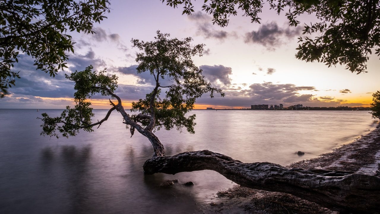 Mangrove over the water at sunset on Key Biscayne